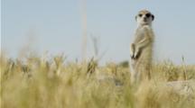 Meerkat Standing Sentinel In The Kalahari.