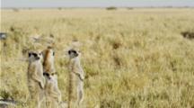 Four Meerkat Sentinels In The Kalahari.