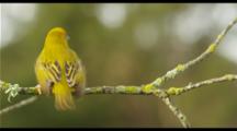 Cape Weaver Lands On Branch, Performs Mating Display, Then Flies Away.