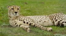 Cheetah Lying Down, Turns To Face Camera.