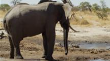 Elephant Drinking, Turns To Shake Head At Warthogs In Background