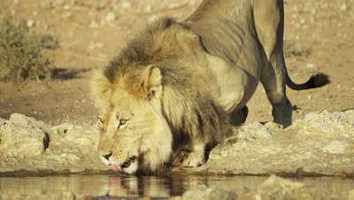 Lion - large black-maned male drinks from waterhole 2