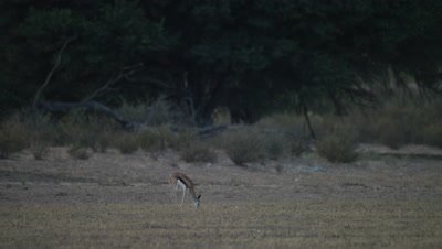 Springbok - single young buck grazing,wide