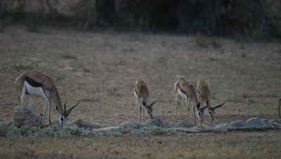 Springbok - herd drinking at waterhole,young run in
