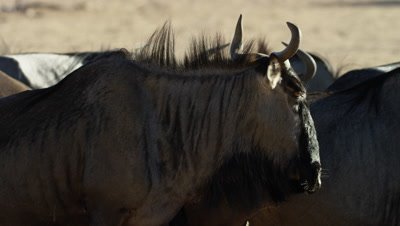 Blue Wildebeest - medium close of herd