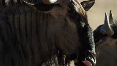 Blue Wildebeest - close up of head