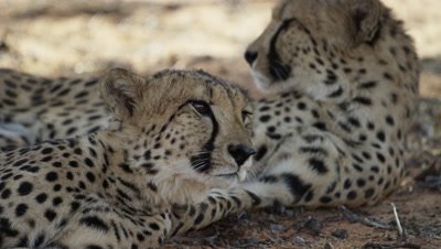 Cheetah - pair lying in shade,one turns licking lips