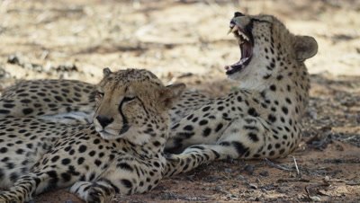 Cheetah - pair lying in shade,one yawns,close up