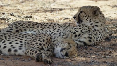 Cheetah - pair lying in shade,one sleeping one keeping watch