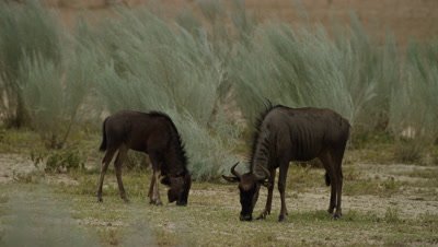 Blue Wildebeest - mother and calf grazing