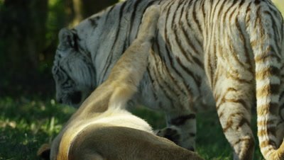Tiger Stock Footage Videos Download