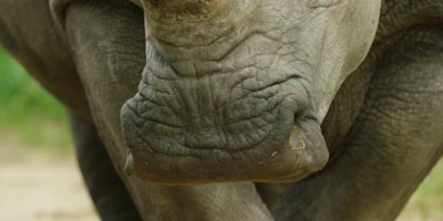 White Rhino - close up of square lip