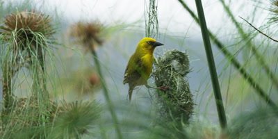 Cape Weaver - destroying a nest 9,pulling strands,flies off