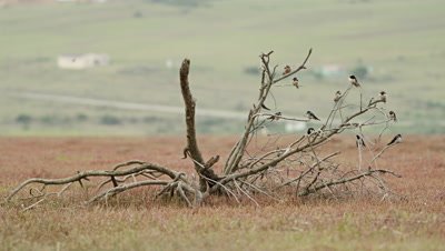 Barn Swallow - flock perched on dead branch,wide shot