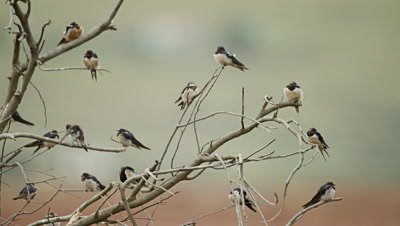 Barn Swallow - flock perched on dead branch, preening, medium