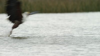African Fish Eagle - Catching fish