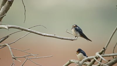 Barn Swallow - perched on dead branch