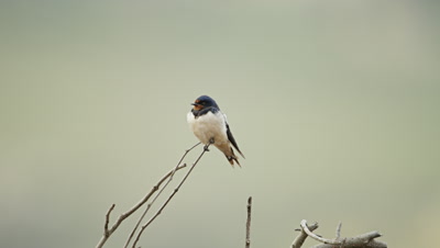Barn Swallow - perched on dead branch
