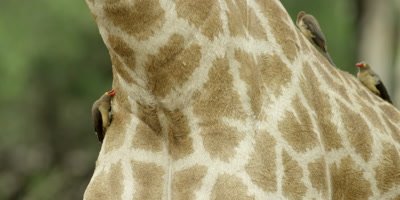 Oxpecker - flock on Giraffe neck, searching for ticks