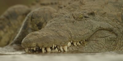 Nile crocodile - turns to side, close shot