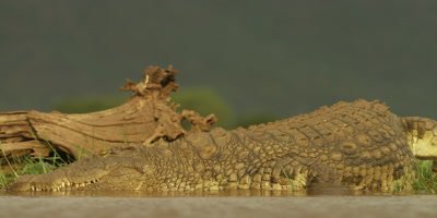 Nile crocodile - enters water