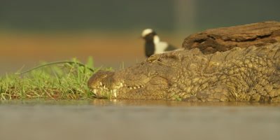 Nile crocodile - lying at edge of water, bird runs past, golden light