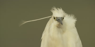 Little egret - looking around, plumes blowing, close up
