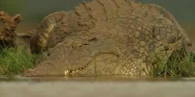 Nile crocodile - huge croc walks toward camera, slides into water