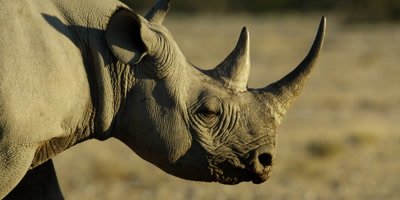 Black Rhinoceros travels across a dry rocky landscape
