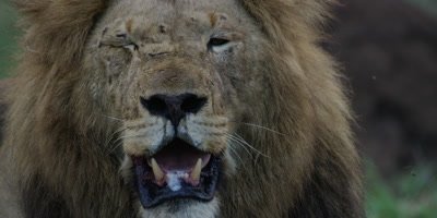 Black-maned Lion - looking at camera, panting, close shot