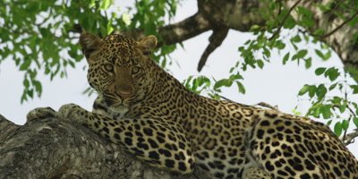 Leopard - lying on branch, alert, close shot