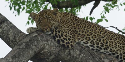 Leopard in Marula Tree