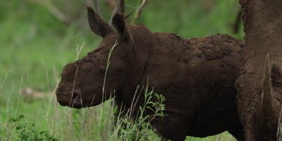 White Rhino - calf next to mother, close shot