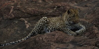 Leopard on Rock
