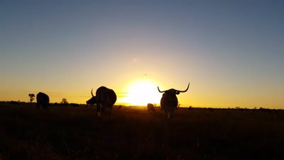 Cattle cow farming Texas Longhorn sunset / sunrise landscape