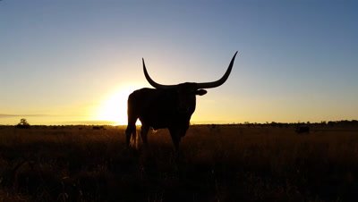 Cattle cow farming Texas Longhorn sunset / sunrise landscape