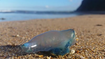 The Portuguese man o' war (Physalia physalis), also known as the Bluebottle, man-of-war, or bluebottle, is a marine cnidarian of the family Physaliidae. Its venomous tentacles can deliver a painful sting. it is not a jellyfish but a siphonophore.