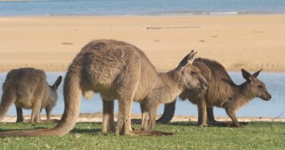 The kangaroo wallaby roo is one of Australia's most iconic marsupial animals, and most species are endemic to Australia. Kangaroos eating grass in the afternoon sunlight by coastal beach landscape.