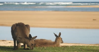 The kangaroo wallaby roo is one of Australia's most iconic marsupial animals, and most species are endemic to Australia. Kangaroos eating grass in the afternoon sunlight by coastal beach landscape.