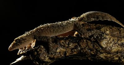 Broad-tailed Gecko or Southern Leaf-tailed Gecko (Phyllurus platurus) is a common gecko found in the Sydney Basin.  The large tail of the gecko lizard reptile is used as a decoy, to prevent predation. The tail is also useful for fat storage. Gecko was filed after and during rain.