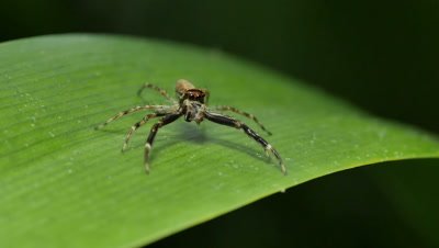 Spider macro 1 of 3 - Aussie Bronze Jumper - Helpis minitabunda - Salticidae