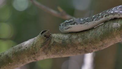 Diamond Python non-venomous snake reptile found in eastern Australia - (Morelia spilota spilota) is a subspecies of Carpet Python (Morelia spilota)