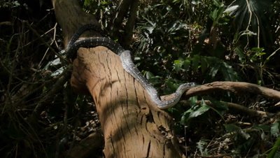 Diamond Python non-venomous snake reptile found in eastern Australia - (Morelia spilota spilota) is a subspecies of Carpet Python (Morelia spilota)