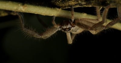 Huntsman spider (1 of 3). Members of the family Sparassidae, known by this name because of their speed and mode of hunting. Huntsmans can attain a legspan of 10–12 in.