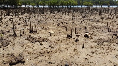 Soldier Crabs (Mictyris ?) time lapse on mud flats of a mangrove marine estuary.