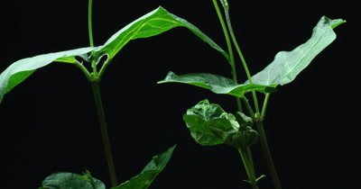 Plant growing time lapse Runner Beans (Phaseolus coccineus). This timelapse shows the Runner Bean shoots looking for light and it's leaves unfolding.