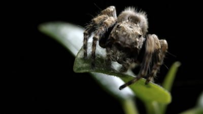 Brown Jumping Spider - (Salticidae) macro close up.