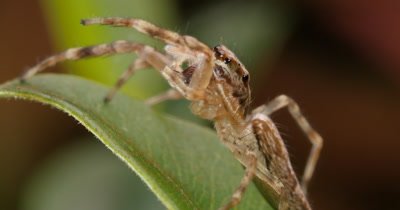 'Aussie Bronze Jumper' female jumping spider - Helpis minitabunda - Salticidae