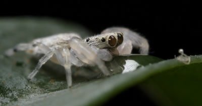Cute Small White Jumping Spider (1 of 7) - (Salticidae) Drinking from drop of water macro close up.