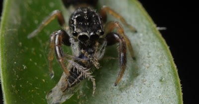 Jumping spider with hopper insect prey (2 of 13) (Servaea ? - Salticidae). Spiders eat by releasing digestive enzymes that liquefy food and make it easier to swallow. Spider from NSW Australia